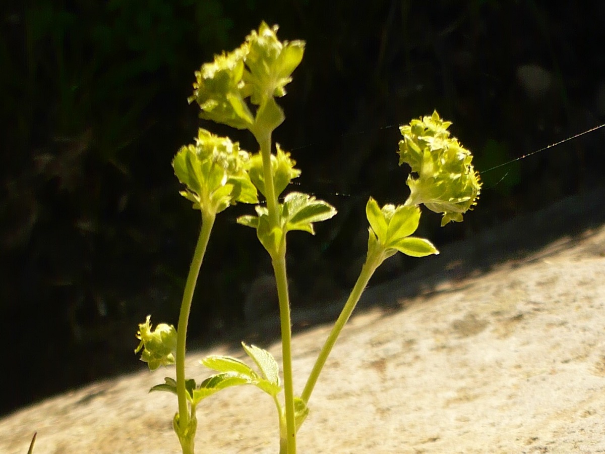 Alchemilla saxatilis (Rosaceae)